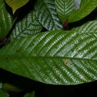 Dipterocarpus insignis Thwaites